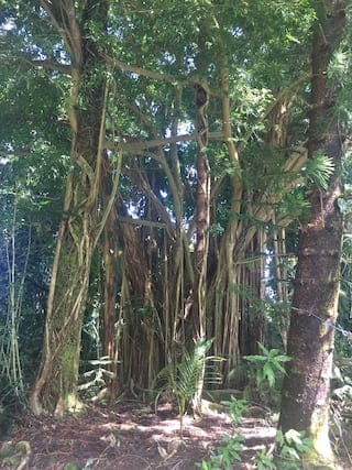 Photo - 15-1775-1775 Poni Moi Ave