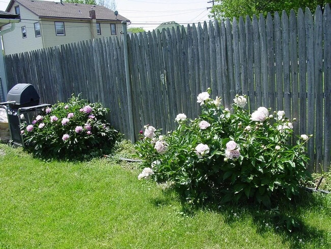 Plantas con flores fragantes - 20 N Locust St Unidad Apt 1