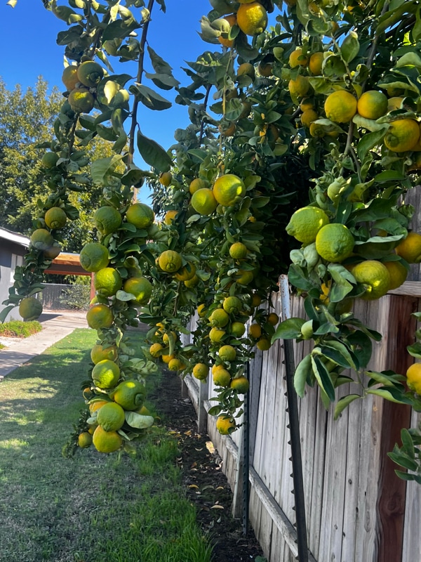 Photo - 445 S 2nd St Apartment Unit 449