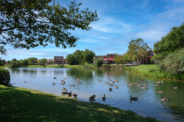 Pond