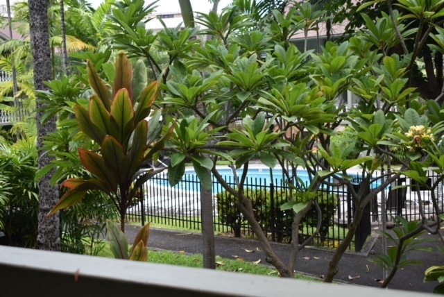 Pool view from Lanai - 75-5766 Kuakini Hwy Unidad 102-203 Rental