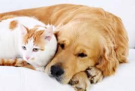 We are pet friendly! - The Pavilion Apartments