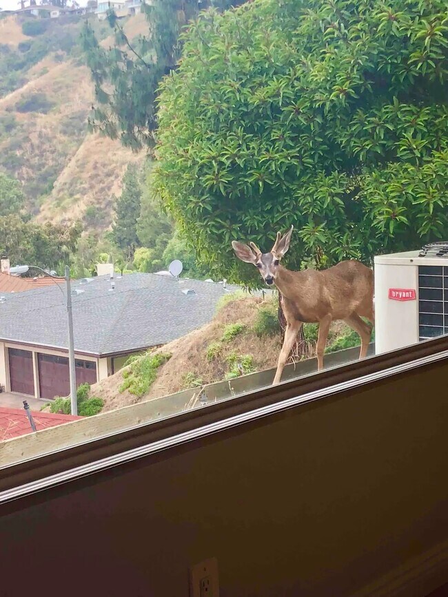 1907 Maginn Dr House House Rental in Glendale, CA