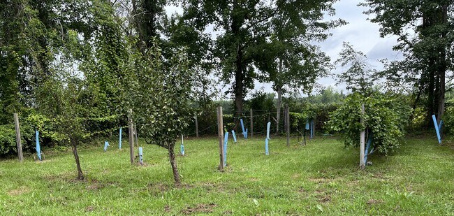 general view of the orchard - 8813 US-64