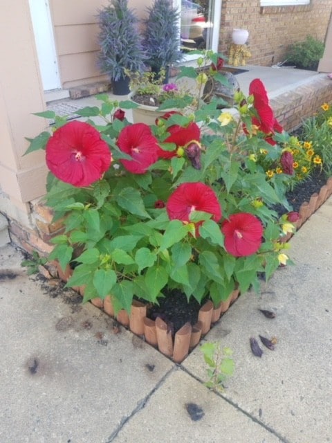 flores del porche delantero - 61035 11 Mile Rd Unidad 2-5