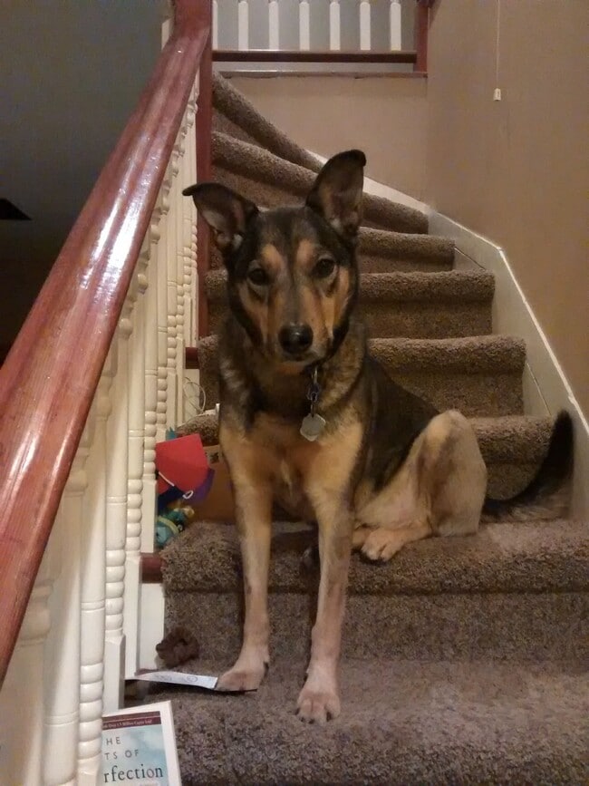 perro no incluido - 819 Donovan Ave