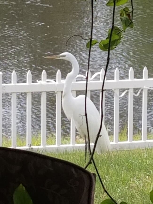 Photo - 237 N Hidden Tree Dr