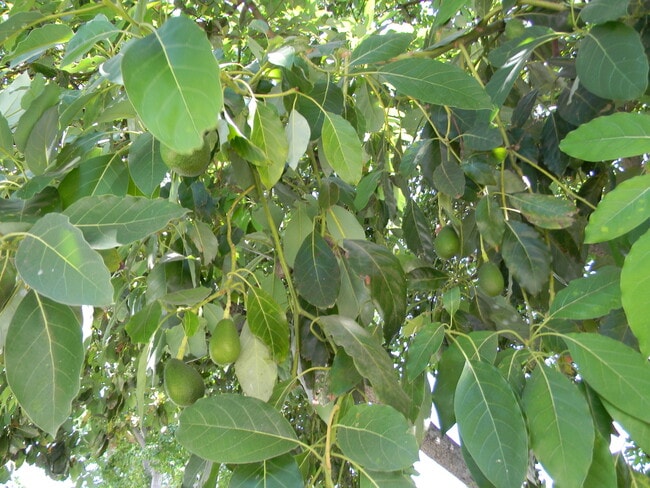 Photo - 1342 E Maple Ave