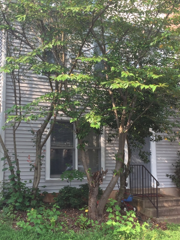 Photo - 10398 Rapidan Ln Townhome