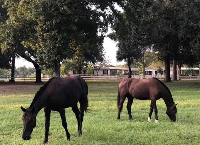 Photo - 26427 Dobbin-Huffsmith Rd