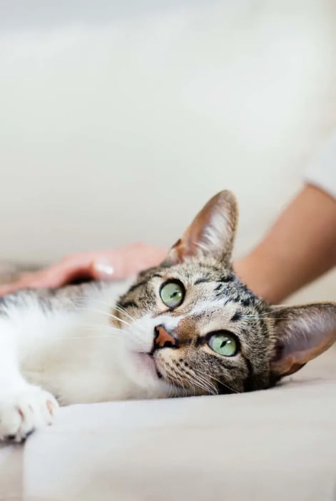 Photo - Crescent Apartments