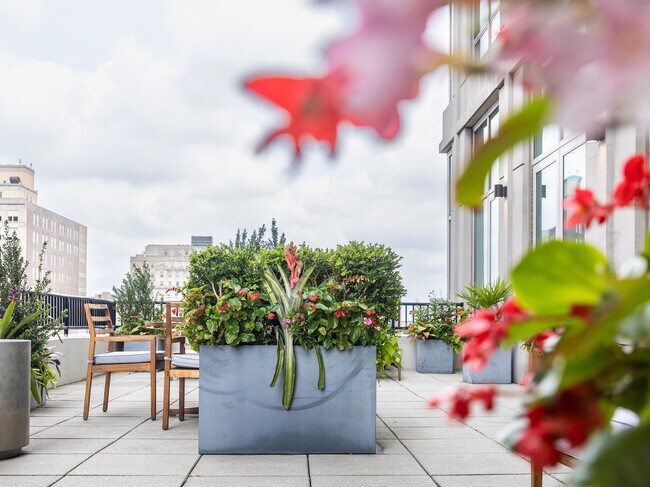 Terraza