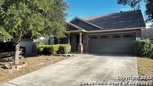 Photo - 141 Golden Wren