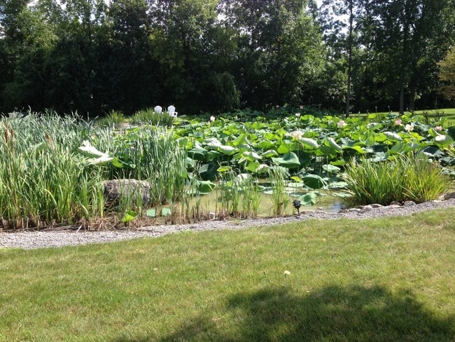 Relaxing View of the Pond