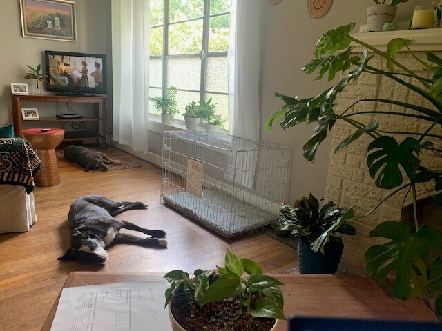 Sunny living room overlooking trees - 1718 Albans Rd
