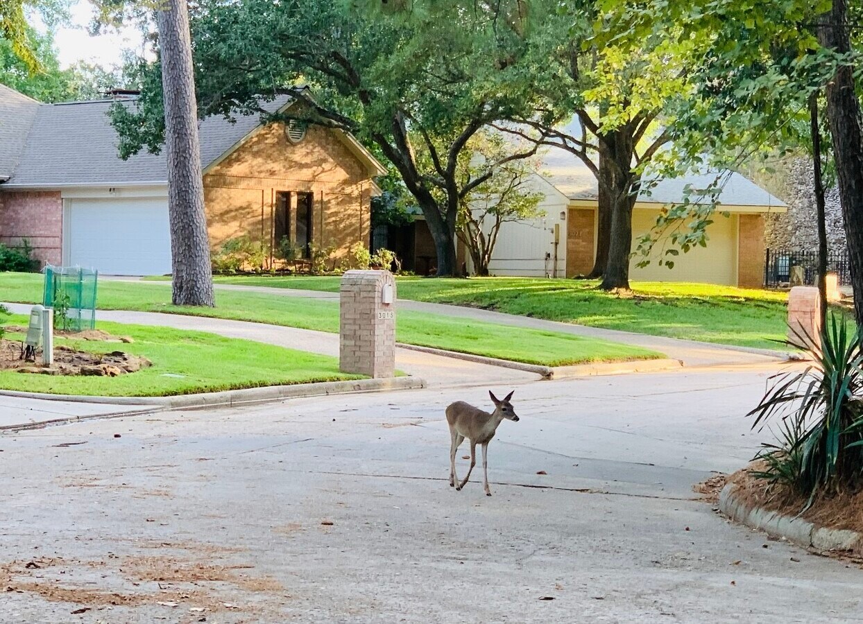 Photo - 3007 Willowbend Rd