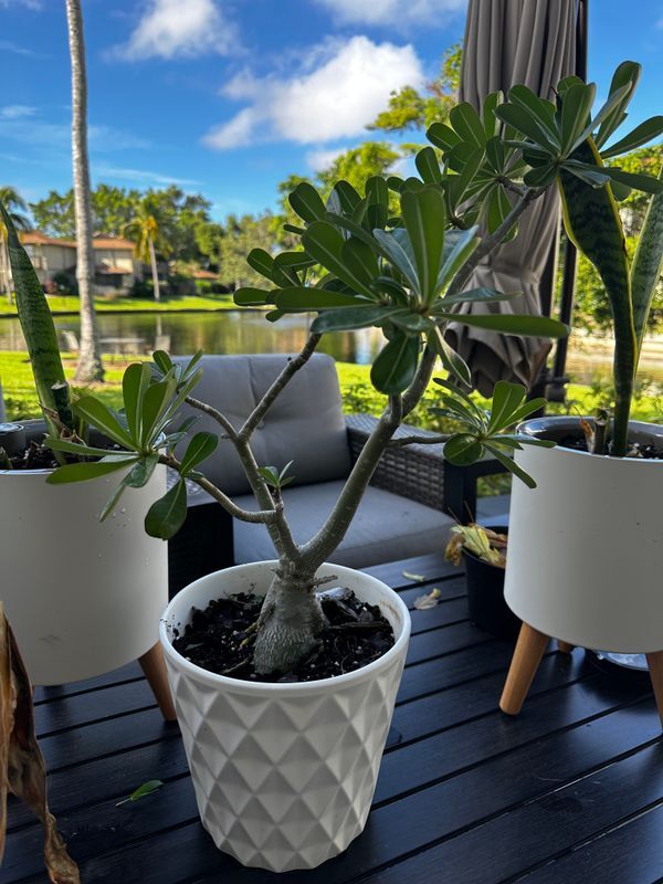 Building Photo - 4265 Island Cir