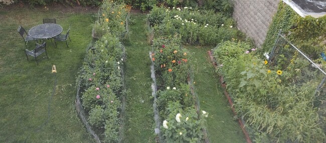 View of backyard garden from kitchen window - 42 Holyoke Rd Unit Porter Sq
