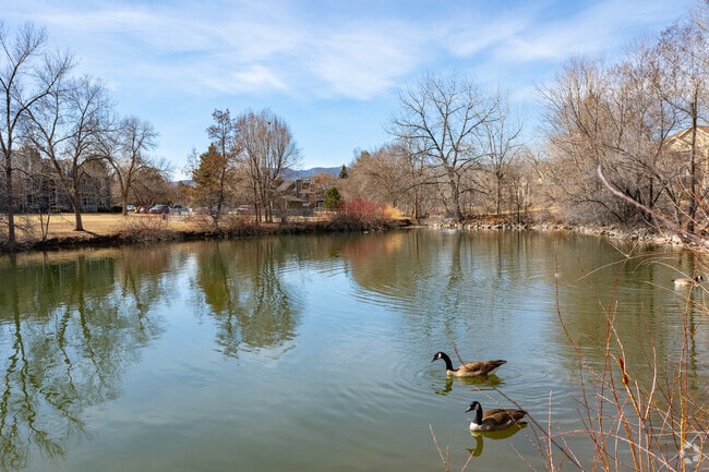 Pond
