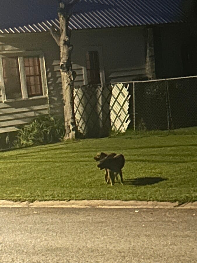 Photo - 135 Persimmon St