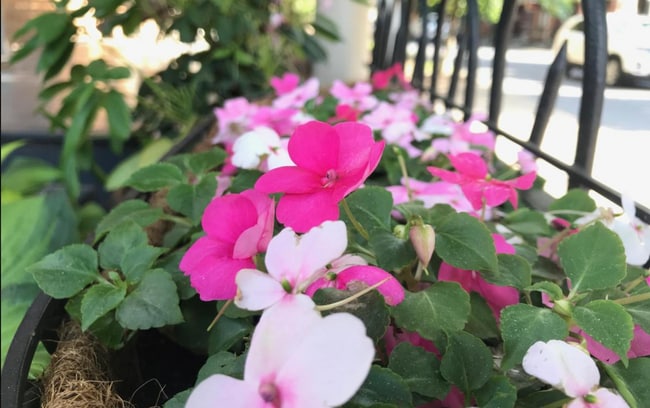 Courtyard Flowers! - 15 South Lime Street Unit Apt. 2