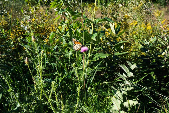 Photo - Conservancy Pointe