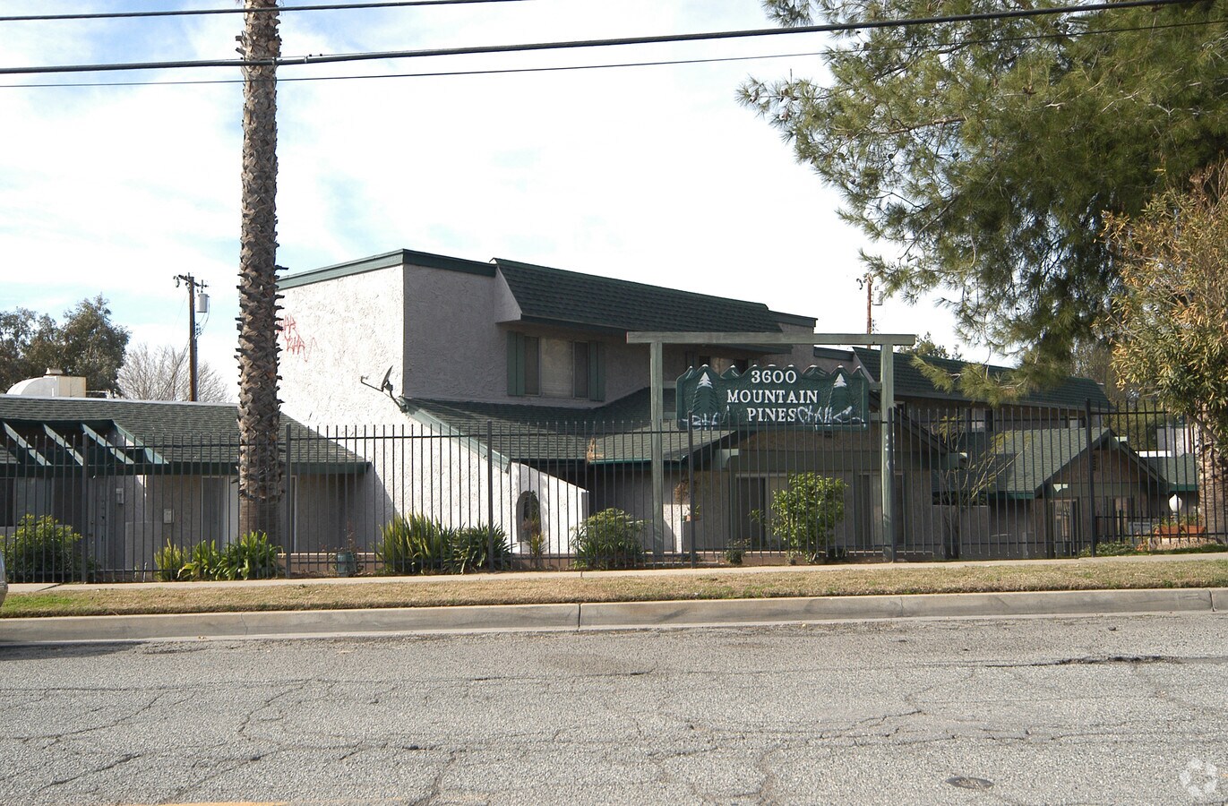 Photo - Mountain Pines