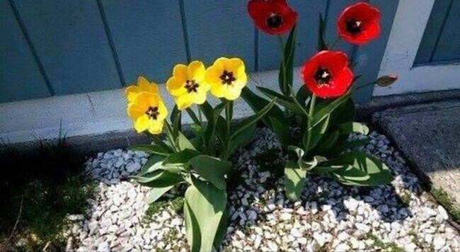 Photo - 313 Male Ave