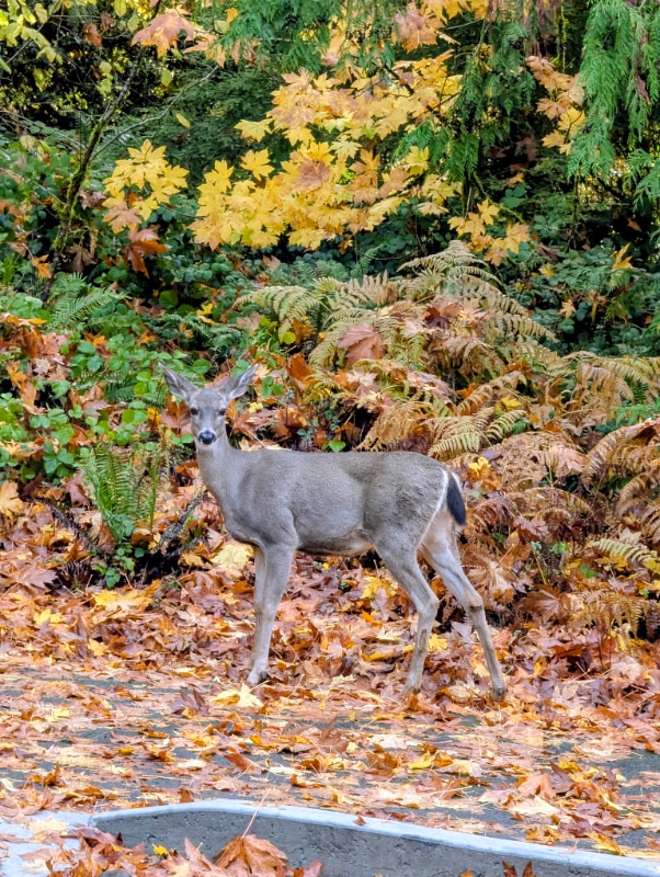 Photo - 99 Sunset Pl