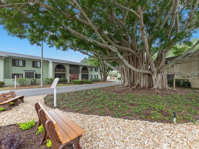 Peaceful Banyan Tree