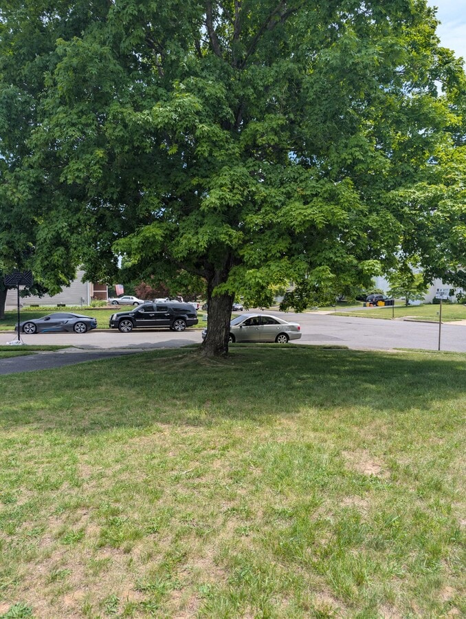 front yard - 1 Nettletree Dr