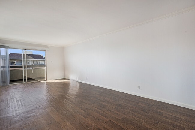 Photo - Hollywood Sycamore