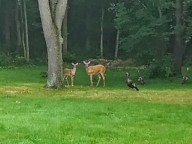 Wildlife in the backyard - 16351 Petro Dr House